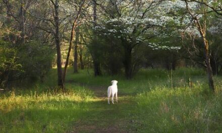 The Do’s & Don’ts of Hiking with Man’s Best Friend