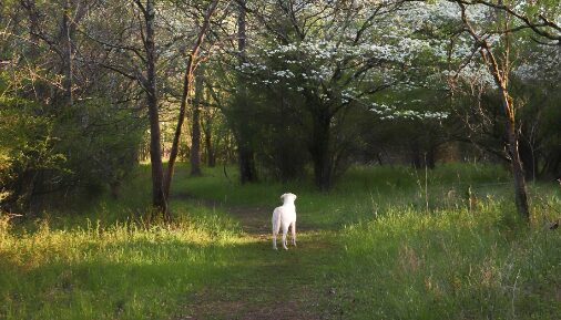 The Do’s & Don’ts of Hiking with Man’s Best Friend